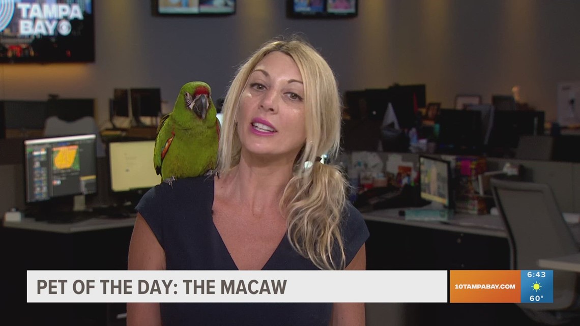 Pet of the Day: Marley the Macaw