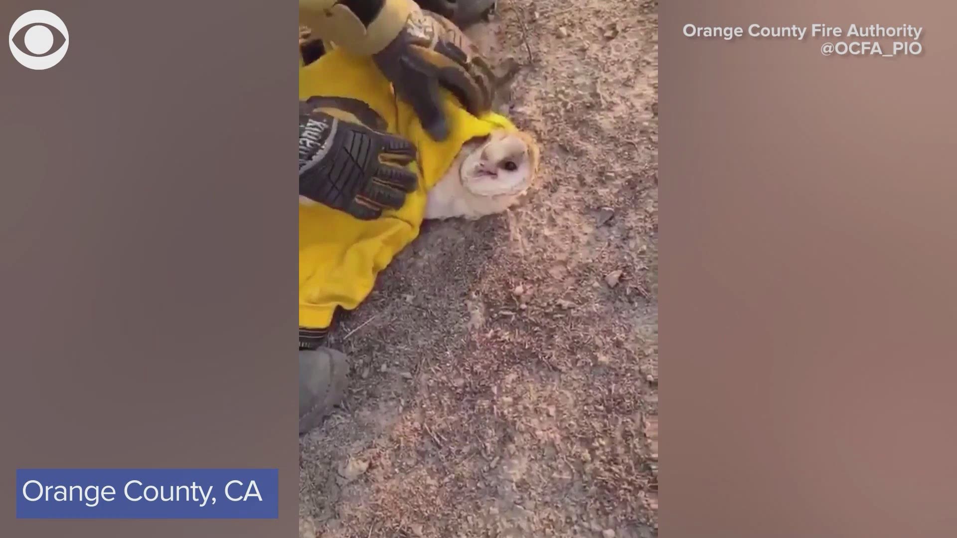 The Orange County Fire Authority rescued this owl from the Silverado Fire in California last Tuesday.