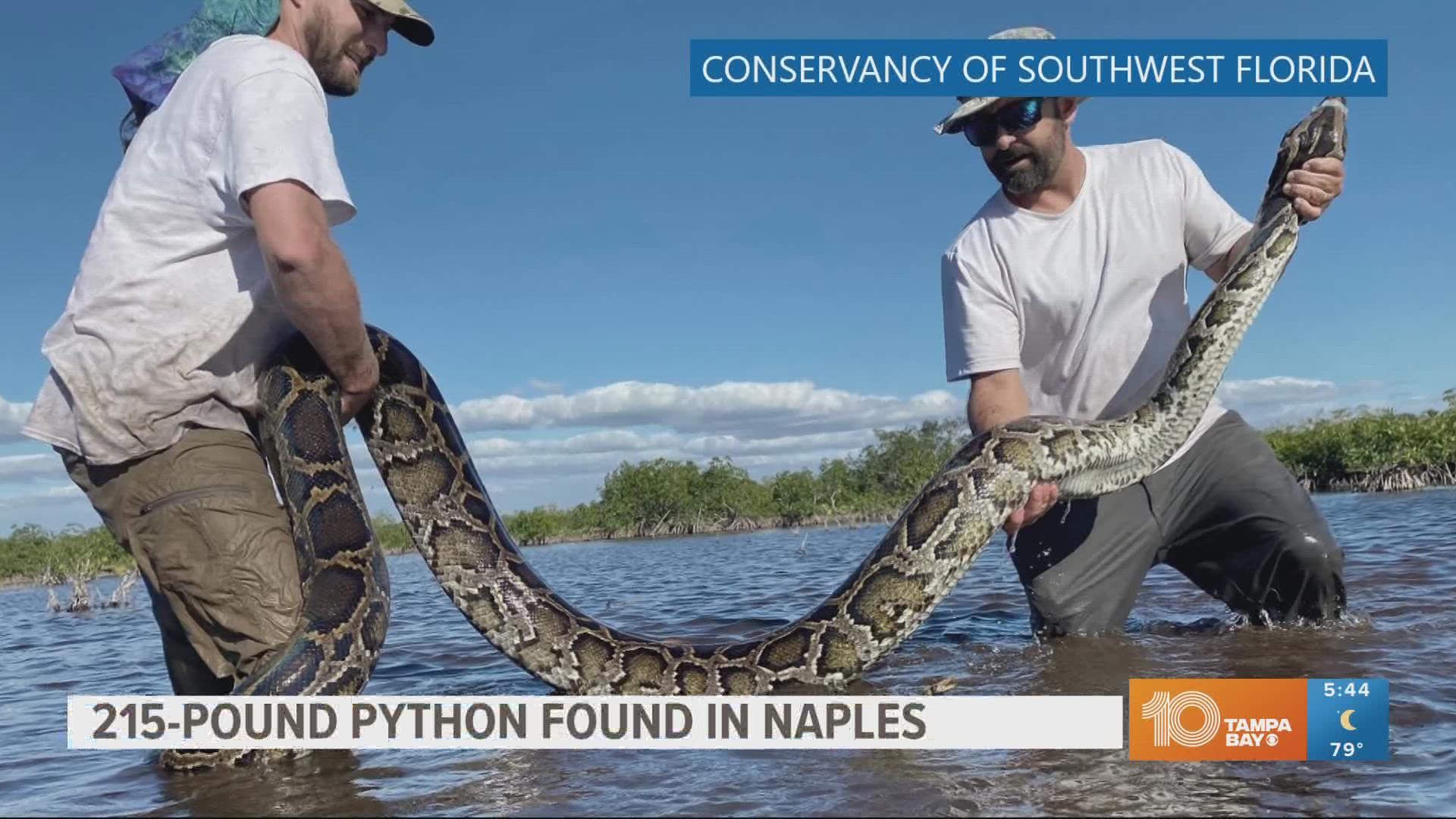 The female python had 122 developing eggs, Florida officials said.