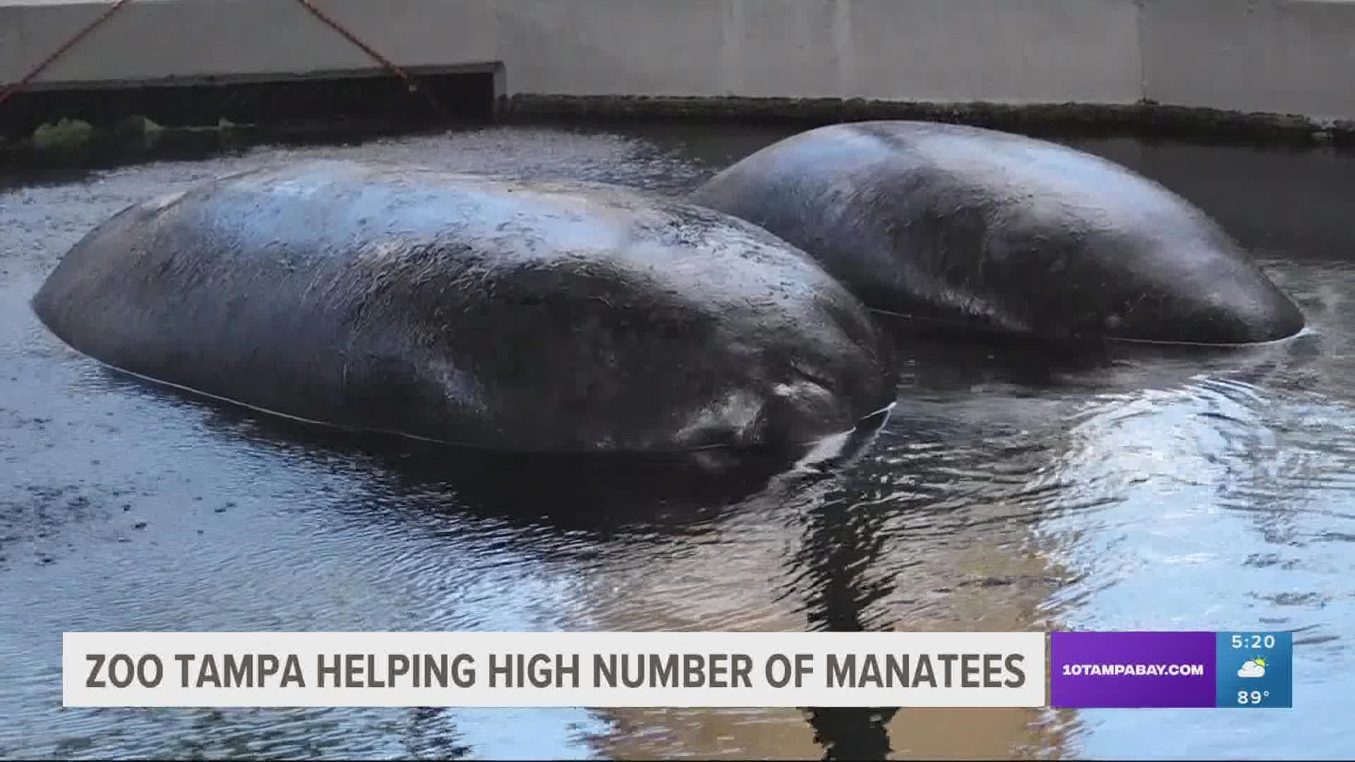Zoo Tampa currently has enough room to care for about 17 manatees at a time. But they are working on an expansion project that would nearly double that capacity.