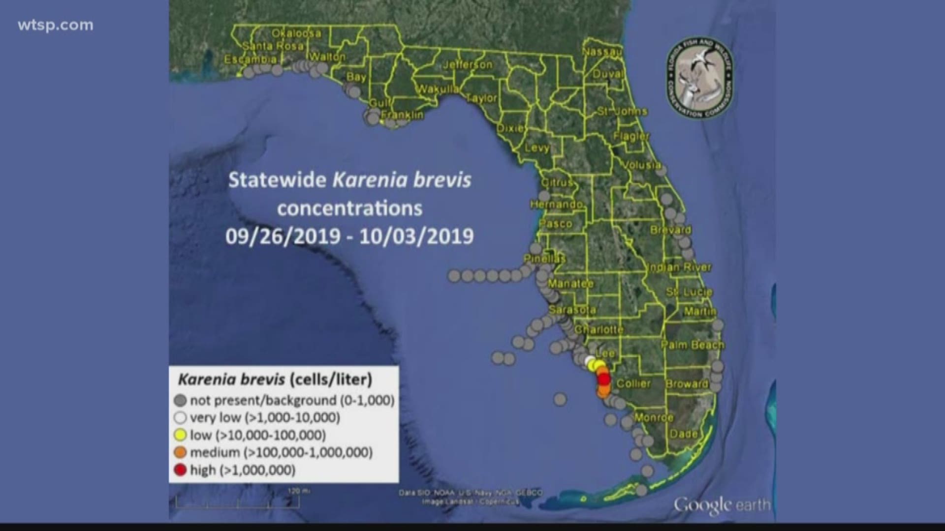 Red Tide Returns Harmful Algae Appears Again In Florida Wtsp Com