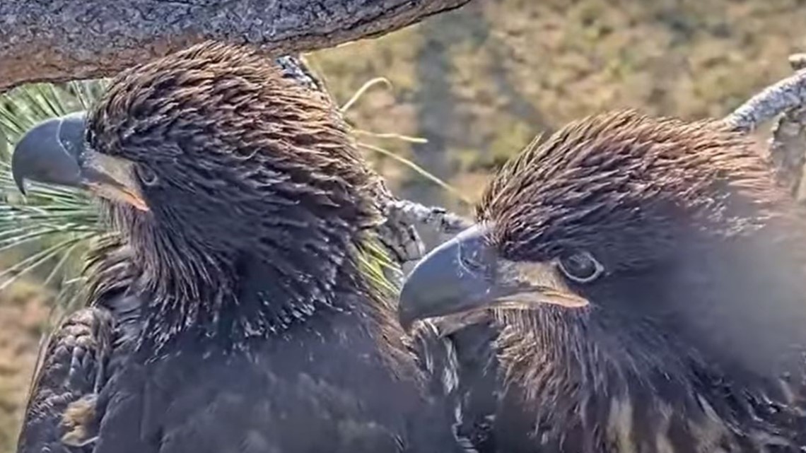 Southwest Florida Eagle M15 chases intruder away from nest