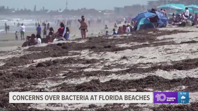 Massive seaweed blob washing up on Florida beaches possibly full of flesh-eating bacteria