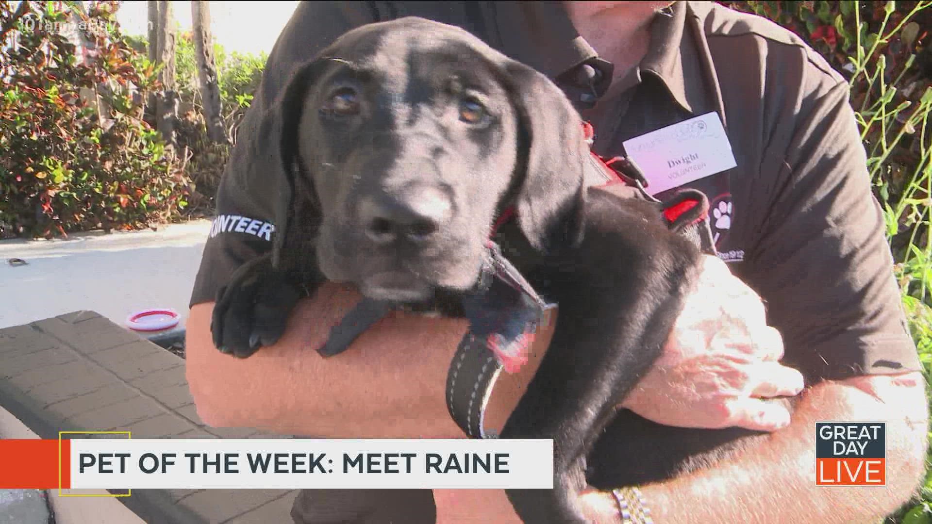 Pet of the week: Meet Raine