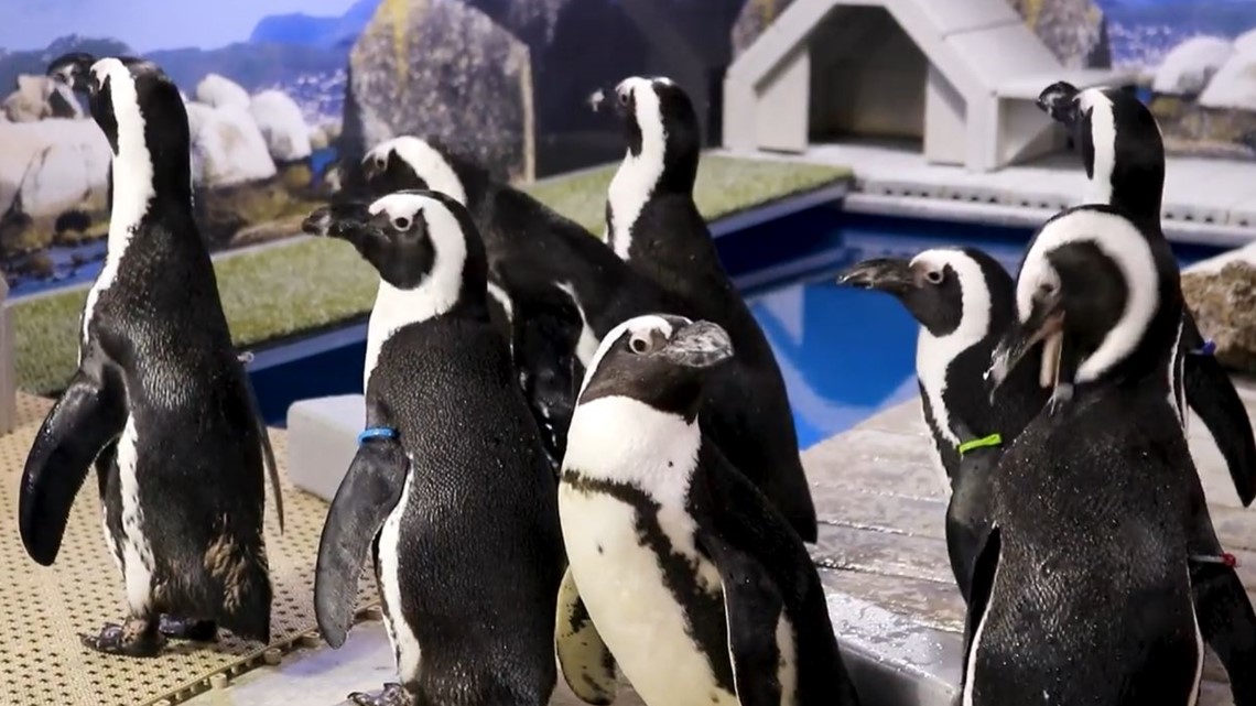 New African penguins arrive at The Florida Aquarium