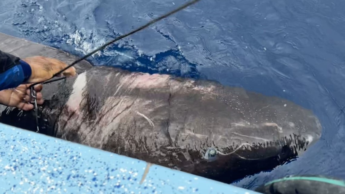 Arctic Greenland shark found near coral reef in Belize - Vimarsana News