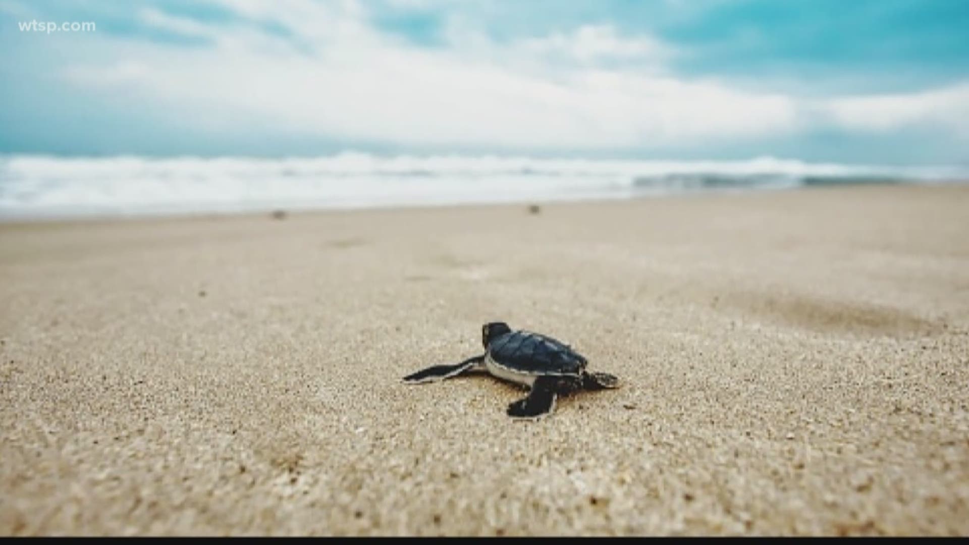 Independence Day fireworks on the beach coincide with sea turtle nesting season. Here's how to make sure you don't disturb nesting turtles and hatchlings.