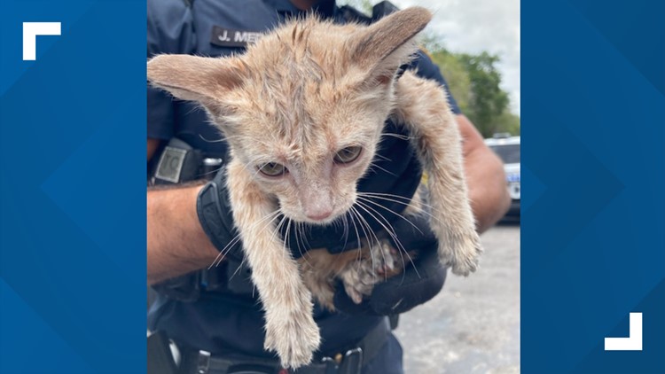 Punta Gorda police department rescues cat from car engine - NBC2 News