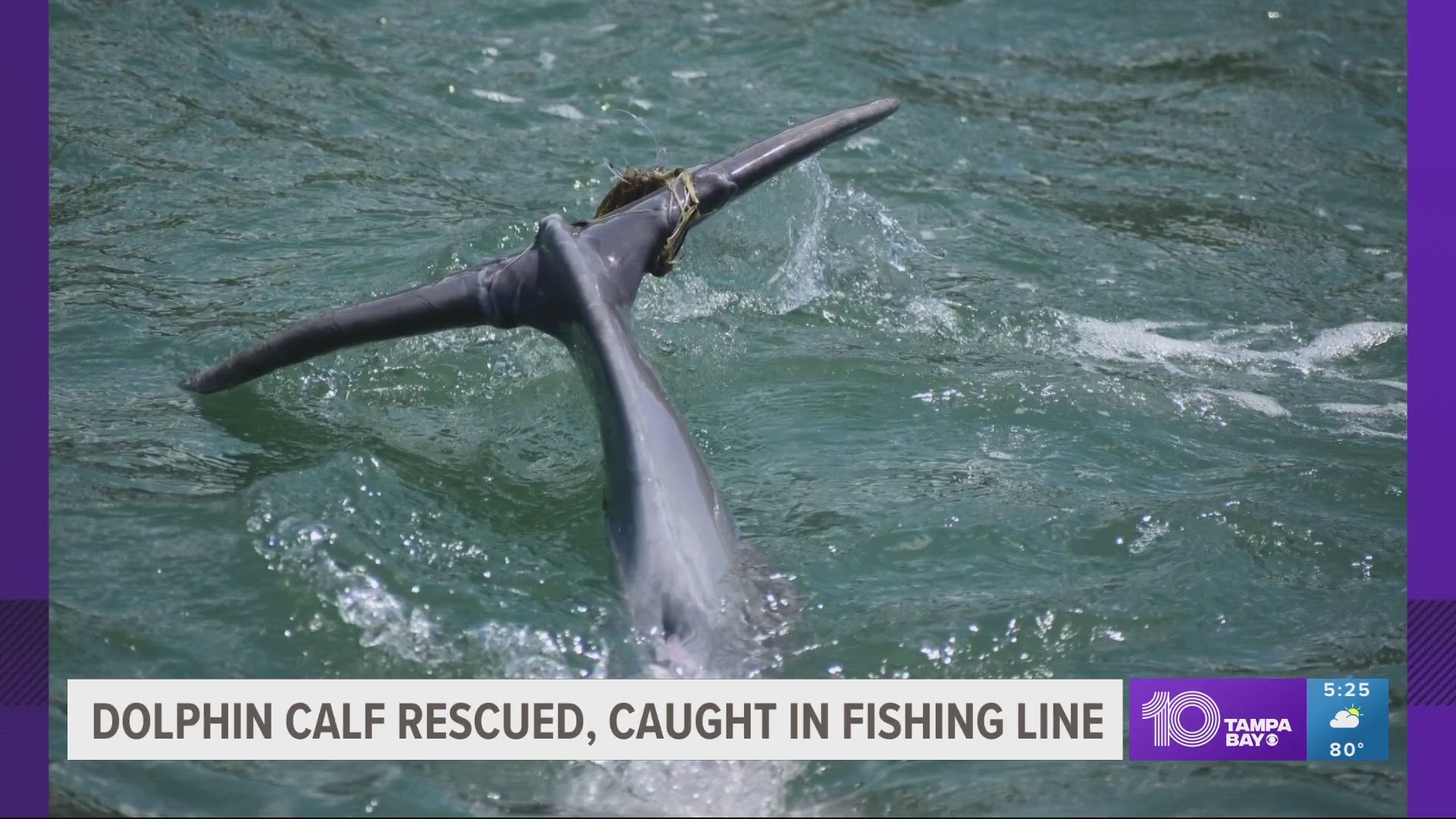 There was a fishing line wrapped around its tail causing some pretty deep cuts.