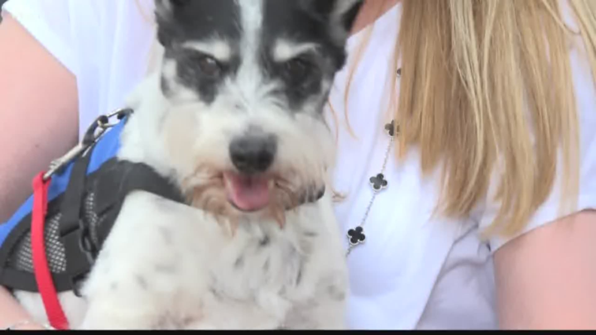 Julieanne Schmidt says her dog Dutch isn’t just a pet -- he’s part of the family.

“He’s like my second heart,” Schmidt said. She rescued Dutch from an animal shelter after Hurricane Katrina hit in 2006. She said Dutch is like no other dog she’s ever owned.

So when the now 13-year-old miniature schnauzer was diagnosed with congestive heart failure early last year, Schmidt decided she would do whatever it took to help her dog get better.

“We just knew we couldn’t see him suffer and die,” she said. “He would just basically stop breathing and his heart would stop and I couldn’t bear that.”