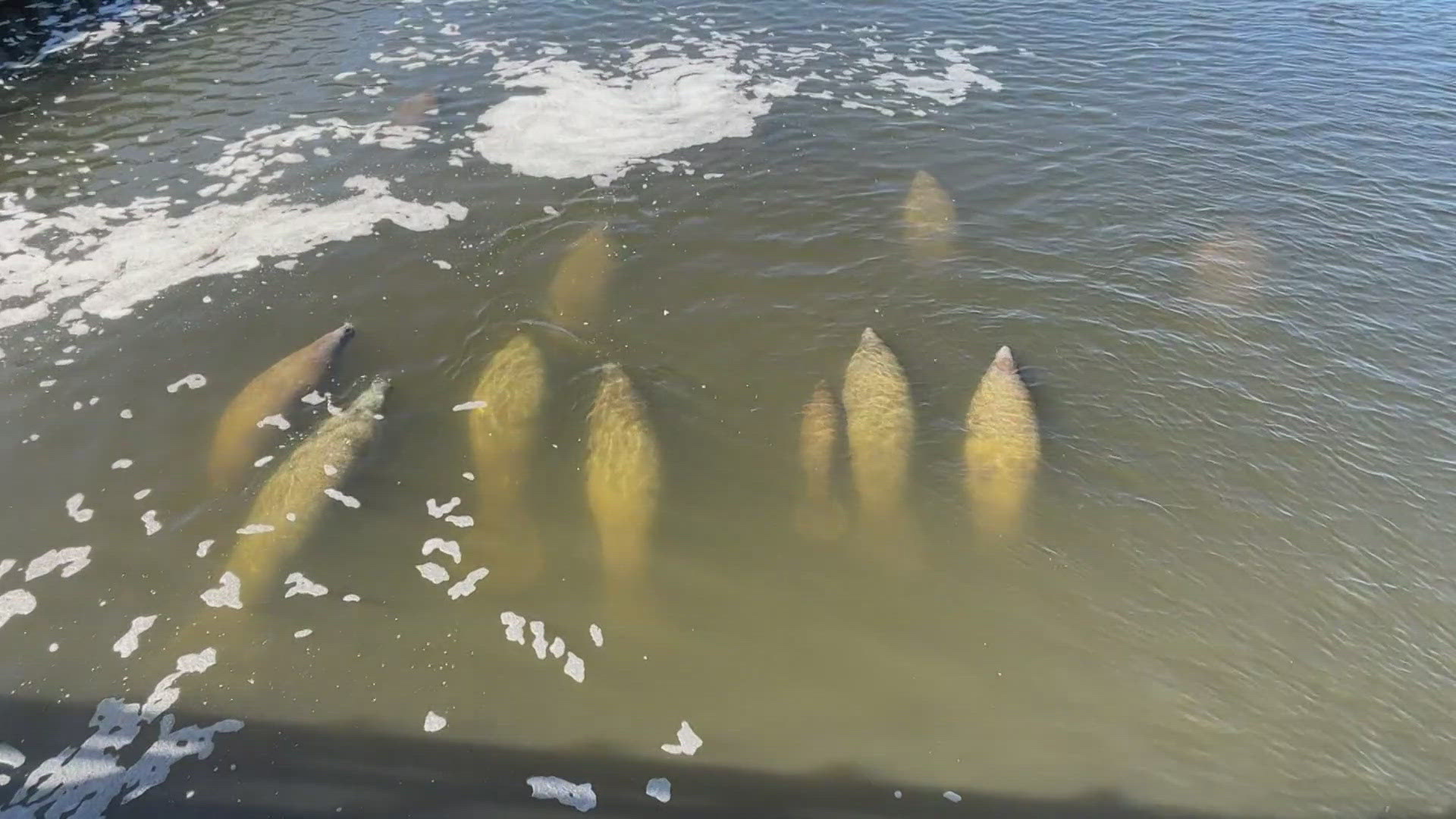 FWC says so far this year, there's been more than 500 manatee deaths in Florida with multiple cases linked to chronic cold stress.