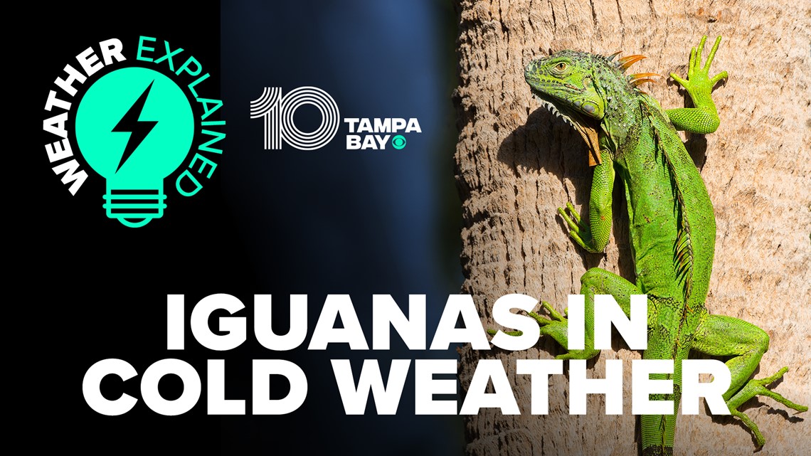 Falling iguanas: Why you want to watch out during Florida's winter