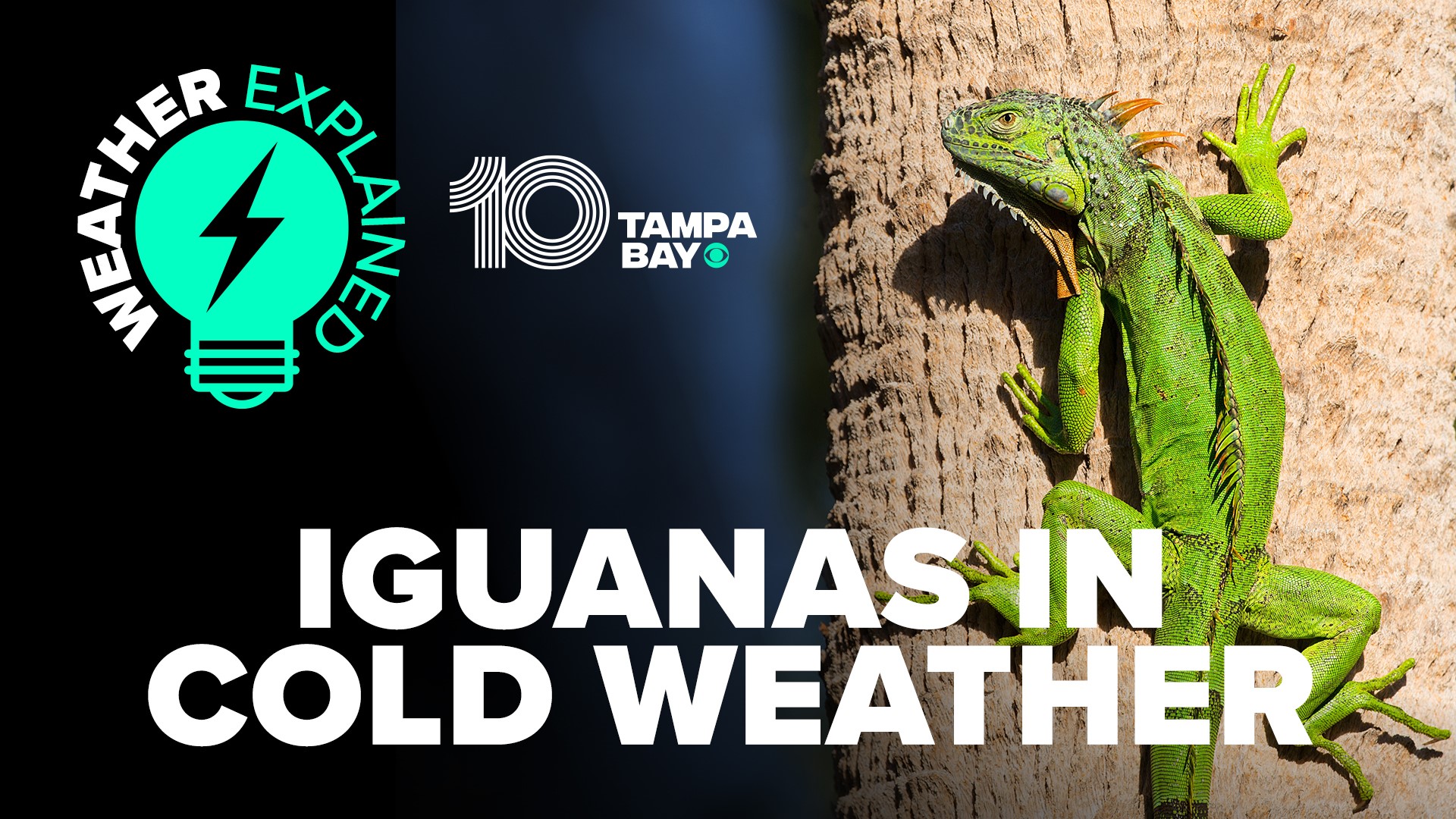 10 Tampa Bay chief meteorologist Bobby Deskins explains how iguanas are affected by cold weather.