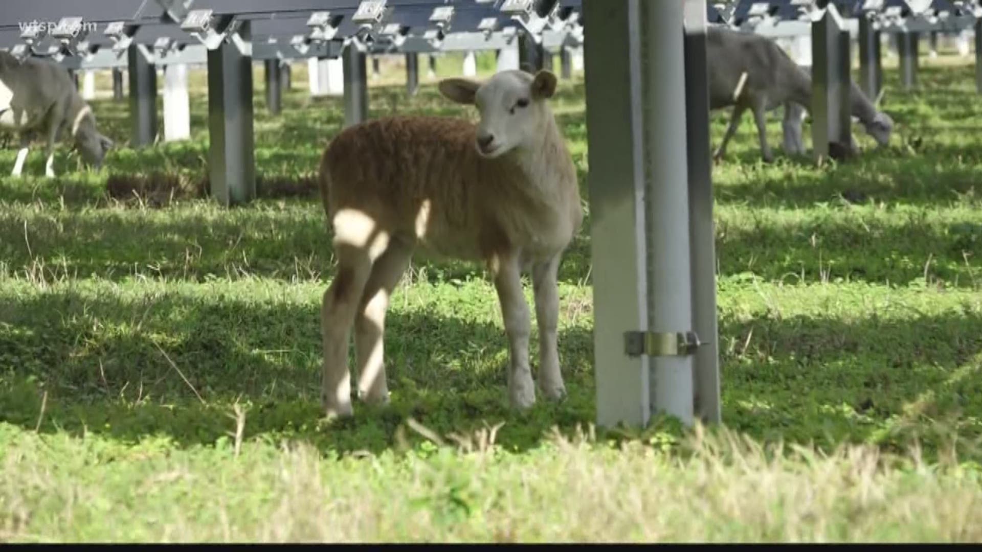 For the second year in a row, Tampa Electric turned on its webcam just in time for the grazing season at TECO’s solar fields in Apollo Beach.