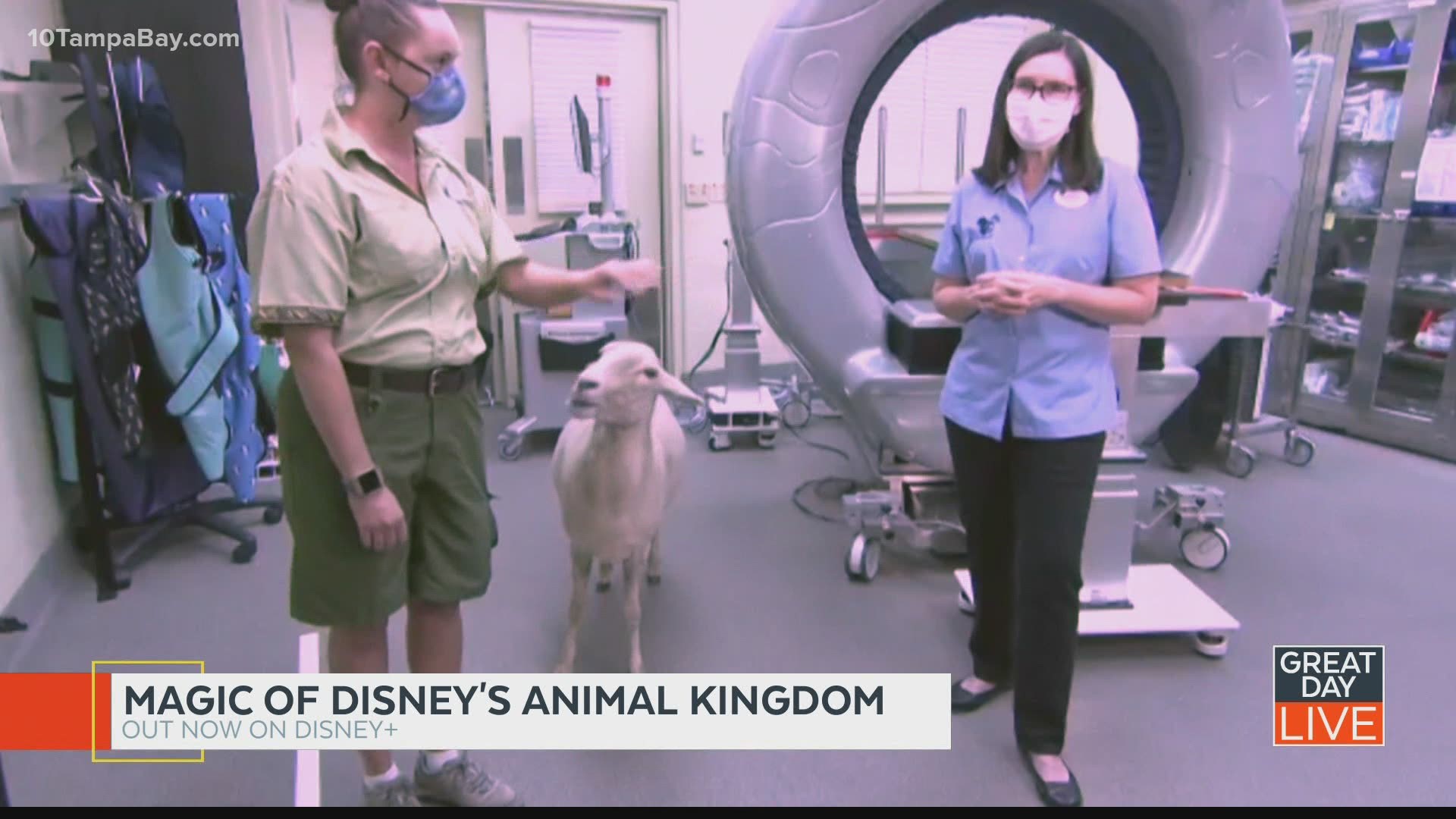 'Magic of Disney's Animal Kingdom' now on Disney+