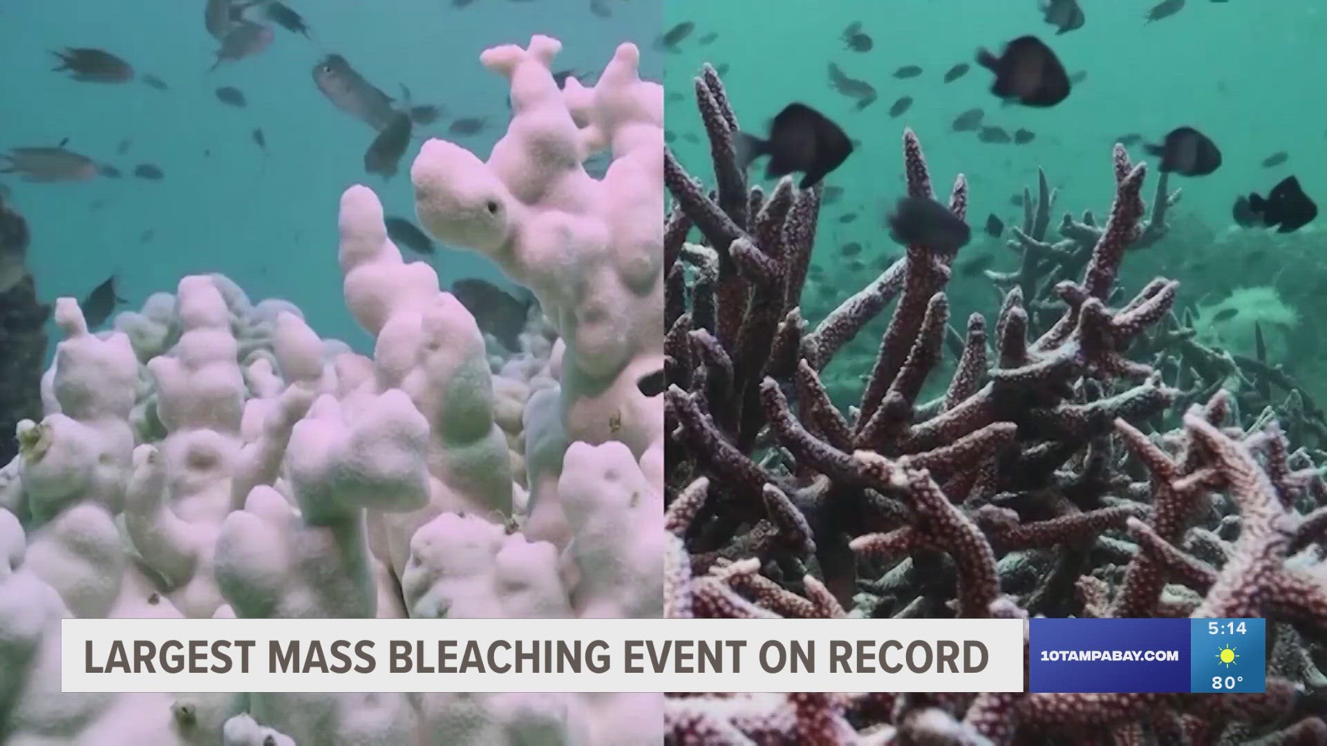 This is the fourth global bleaching event since 1998.