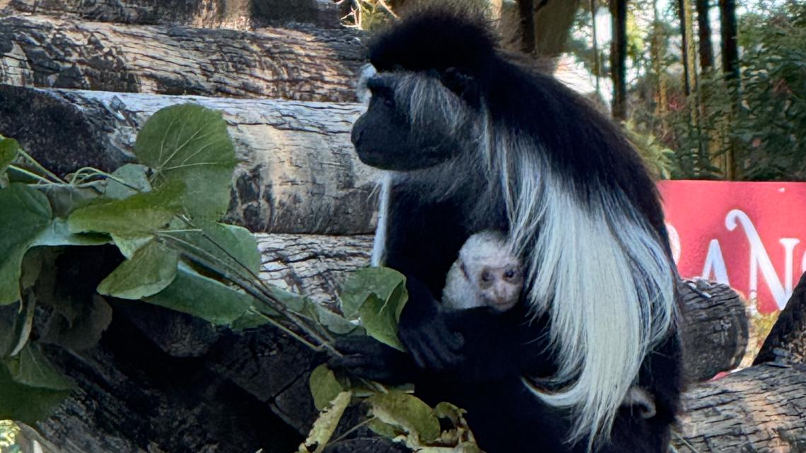'Christmas came early': ZooTampa welcomes new baby monkey
