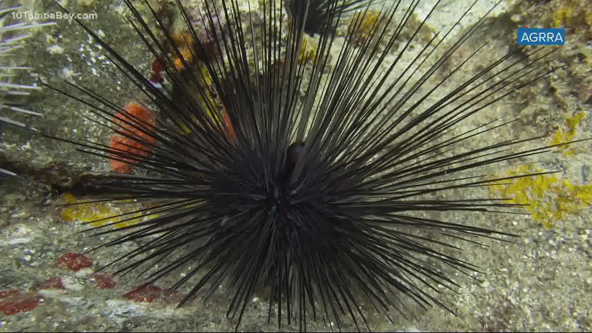 Sea urchins are one of the most important herbivores in the sea, removing algae from reefs.