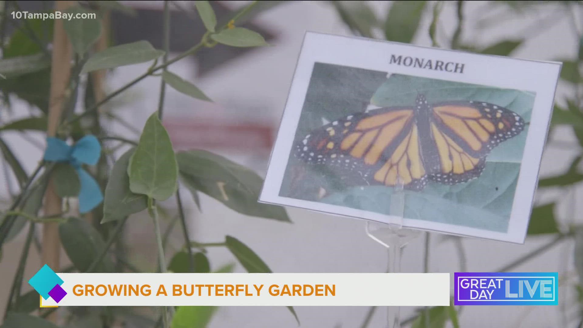 Anita Camacho from Little Red Wagon Nursery joined us with tips for growing a butterfly garden with native plants.