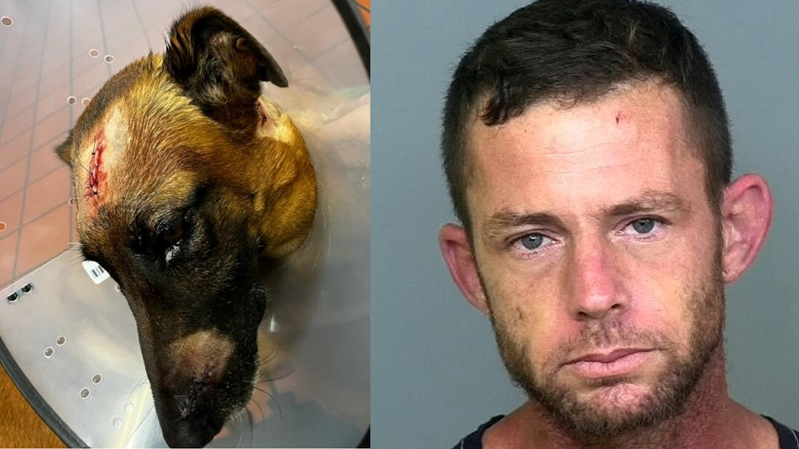 Deputies: Man Cuts K-9 With Knife After Fleeing In Stolen Car In ...