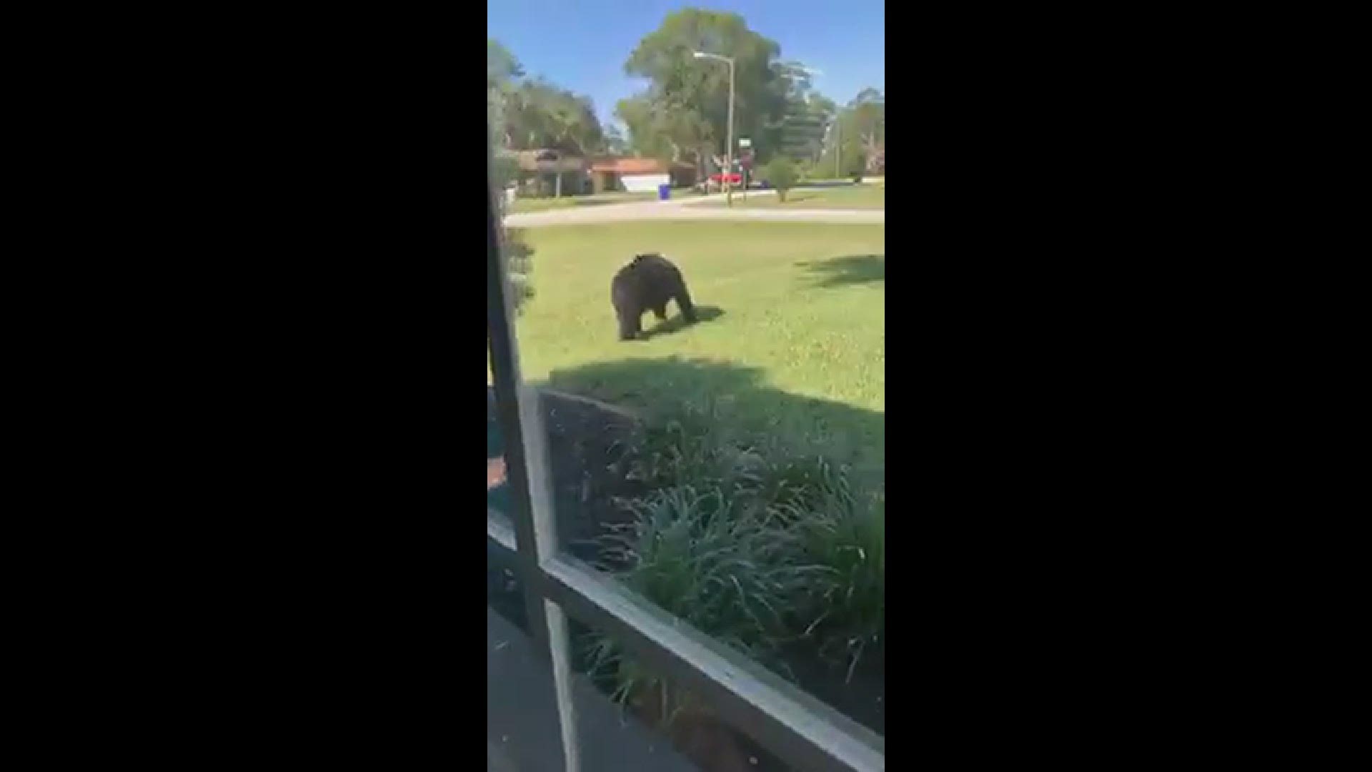 Sebring resident Stacy Ann Shoop captured video of a mama bear and her two cubs playing in Shoop’s front yard in the Harder Hall subdivision.