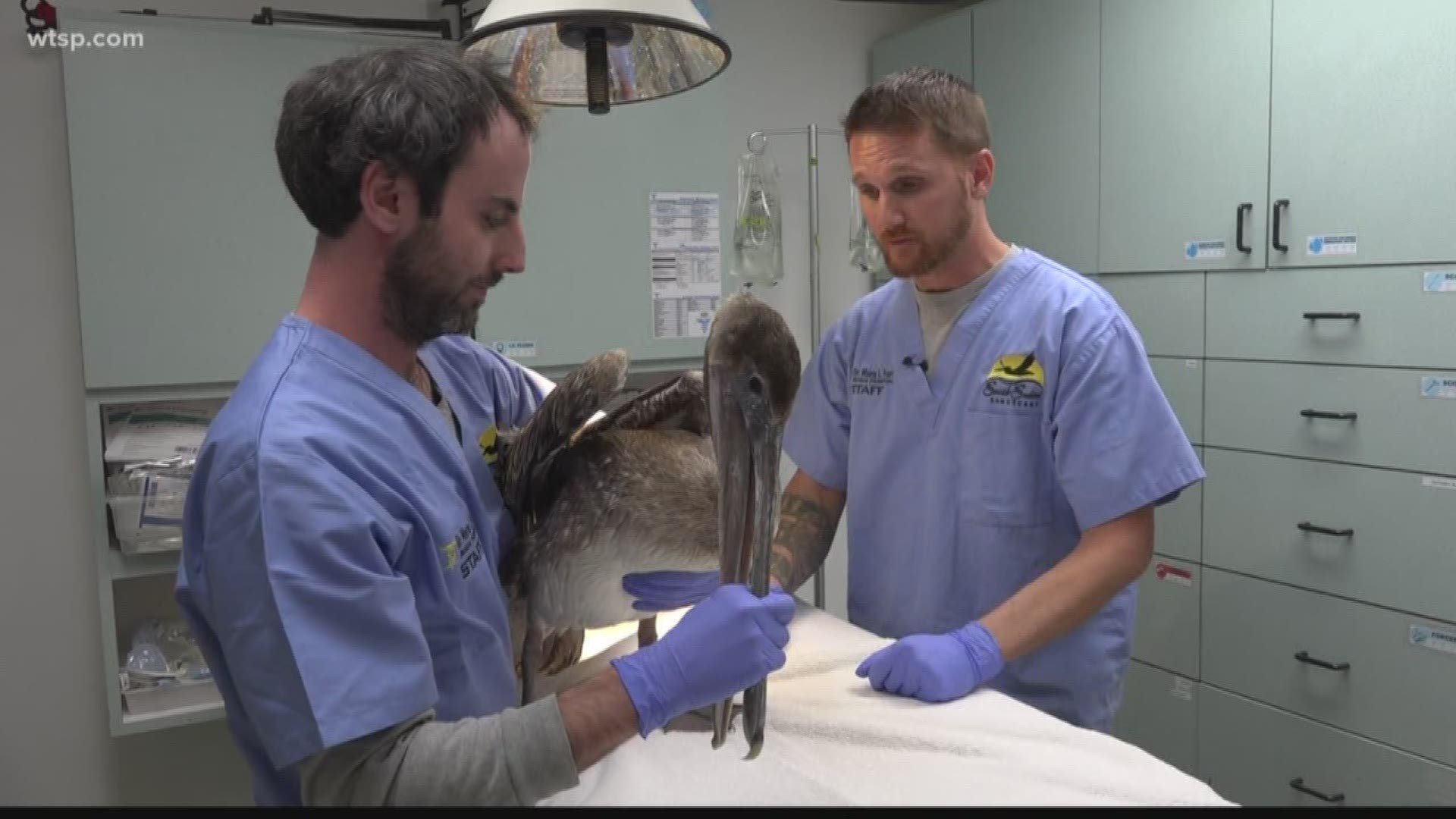 The Seaside Seabird Sanctuary rushed to rescue a pelican in St. Petersburg that seemed to be lethargic, underweight and it couldn't fly.