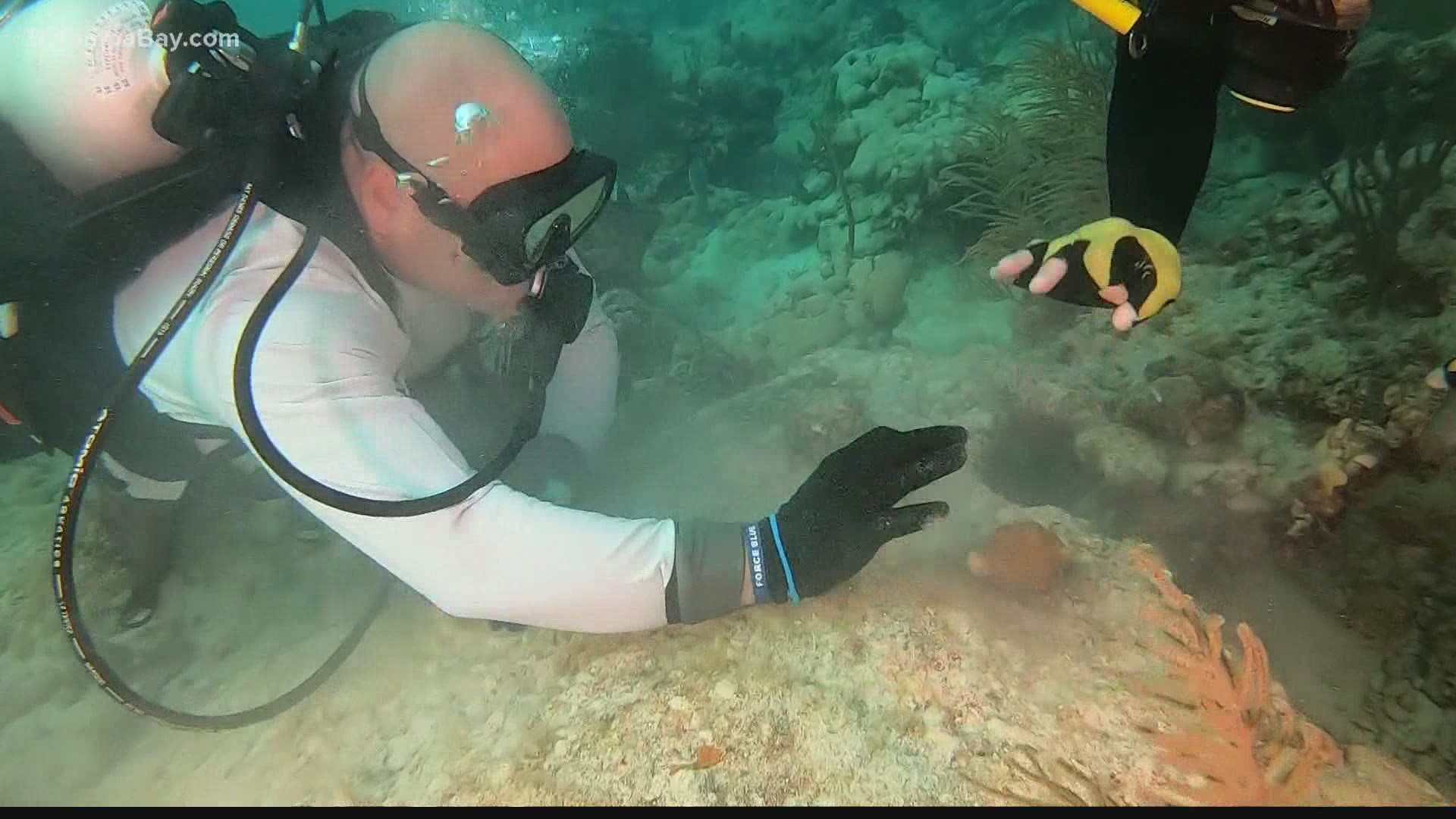 Tampa and Miami teamed up in order to help restore Florida's nearly extinct coral reefs.