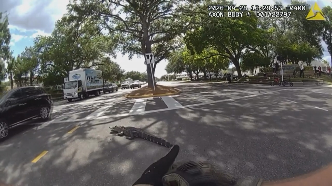 WATCH: 7-foot alligator removed from Dale Mabry Highway | wtsp.com
