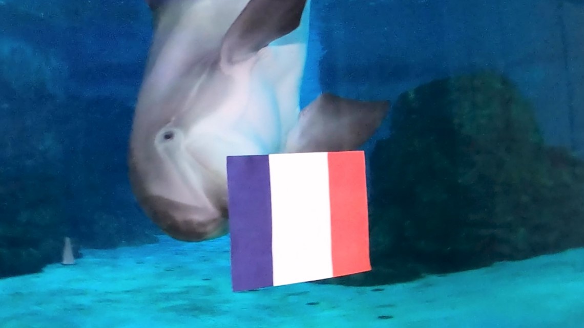 Nicholas the Dolphin picks 2022 World Cup Final winner