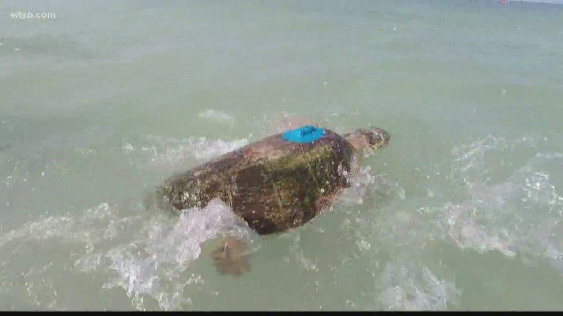 Scientists at Mote Marine Laboratories are doing their part to help save turtle nests on Longboat Key.