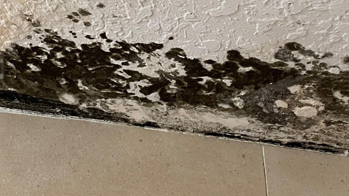 Tenants of Winter Park apartment complex struggle with mold, bugs, landlord  inaction – Orlando Sentinel