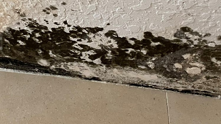 'It was and is still such a battle': Renters struggle to get help with mold issues