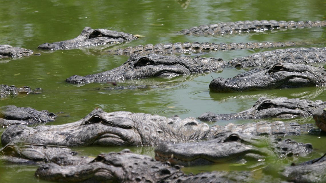 Florida gator mating season is here