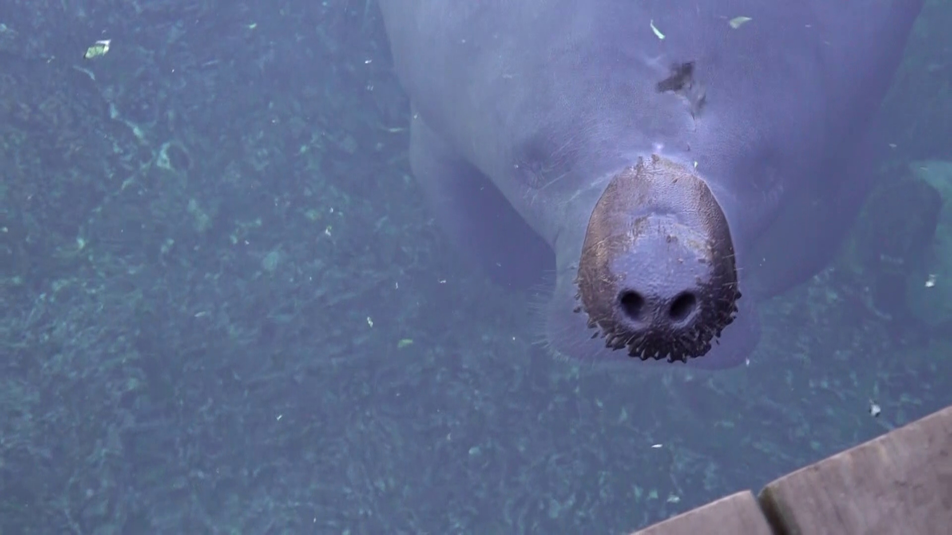 ZooTampa has surpassed its record for most manatees taken into the park's critical care center at 27 patients.