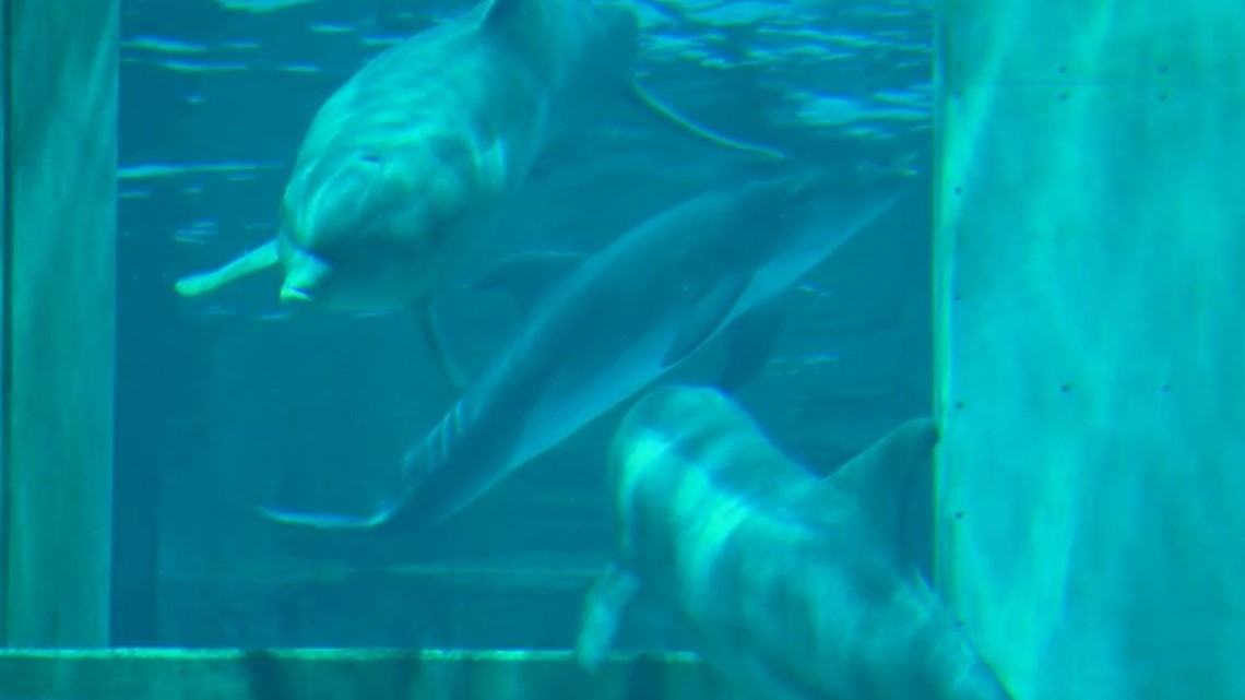 Hope the Dolphin - Clearwater Marine Aquarium