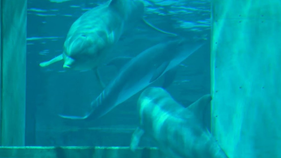 Clearwater Marine Aquarium's new rescued dolphin meets Hope & PJ