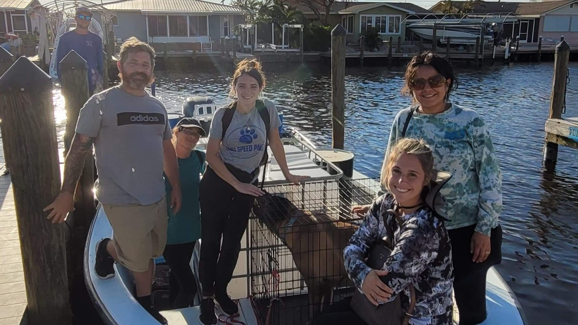 Florida animal rescue saves dozens of dogs after Ian | wtsp.com