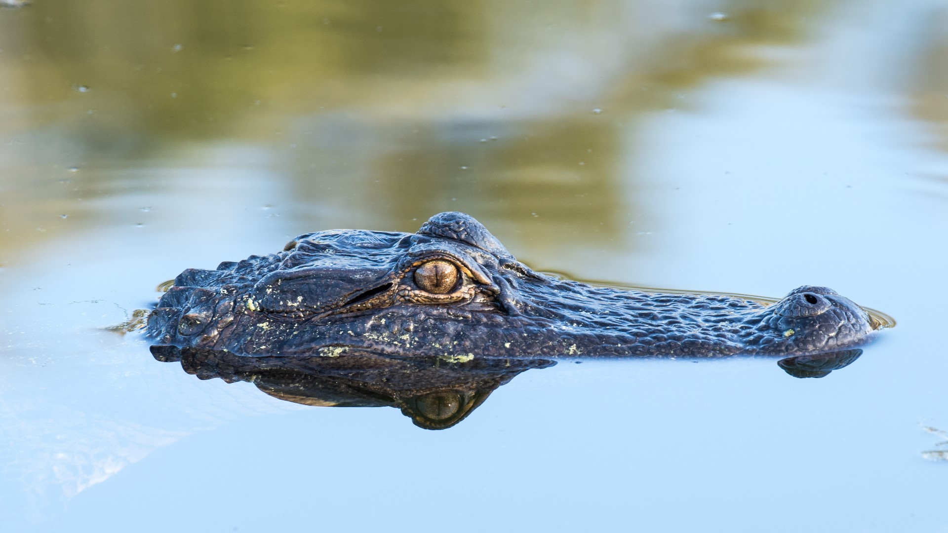 WATCH: Video shows manatee chasing alligator at Florida park | wtsp.com