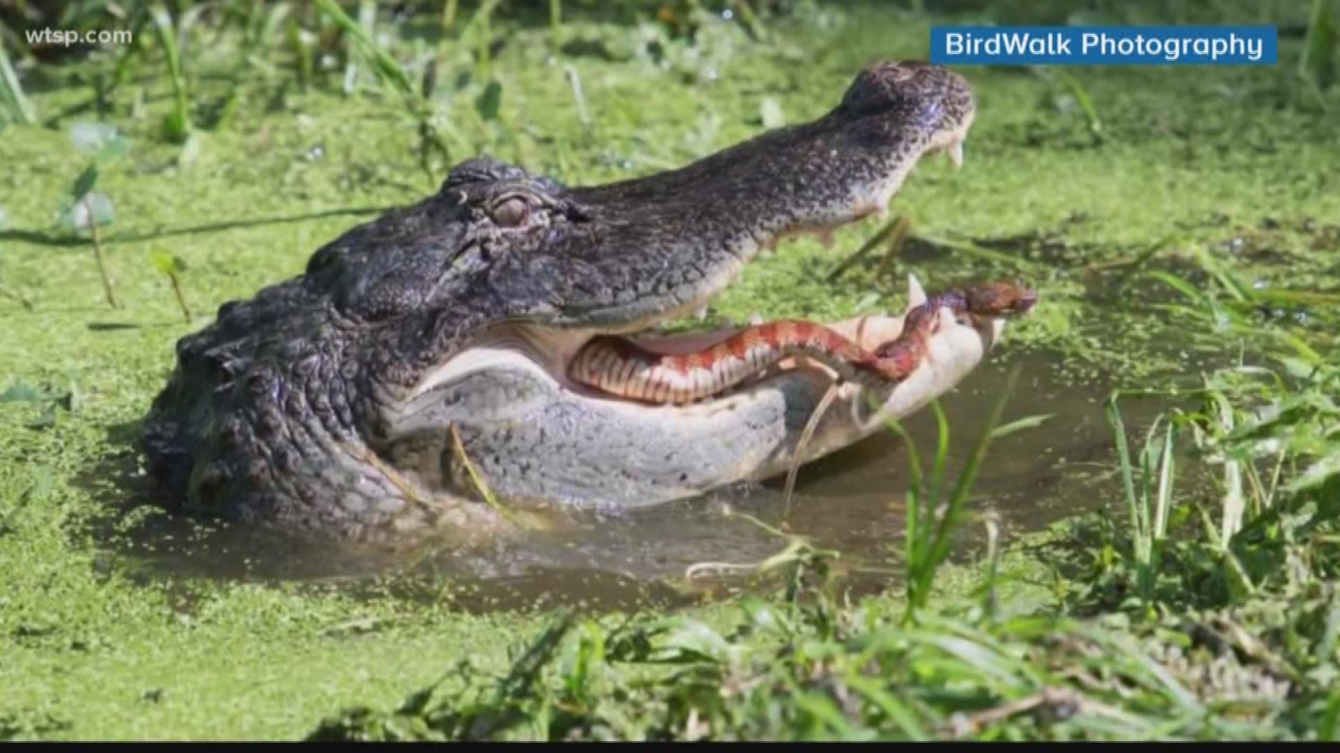 It was Florida nature at it’s finest Saturday at Circle B Bar Reserve in Lakeland.

Husband and wife photography duo Jesse and Linda Waring with BirdWalk Photography snapped a photo of a snake trying to slither its way out of the jaws of an alligator.