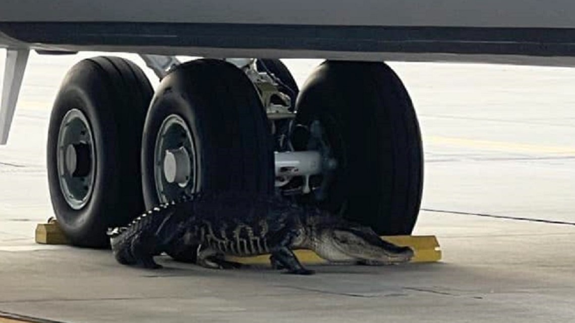 Almost 10-foot long alligator found on MacDill Air Force Base | wtsp.com