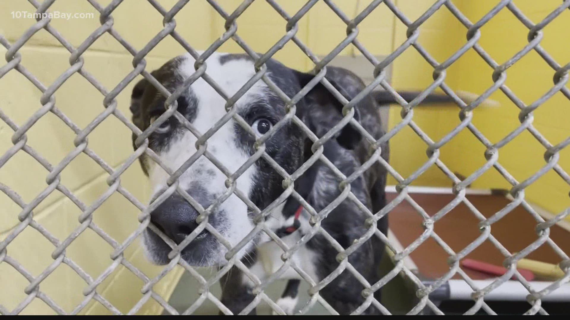 The agency has seen a drastic increase in surrendered and abandoned pets since October.