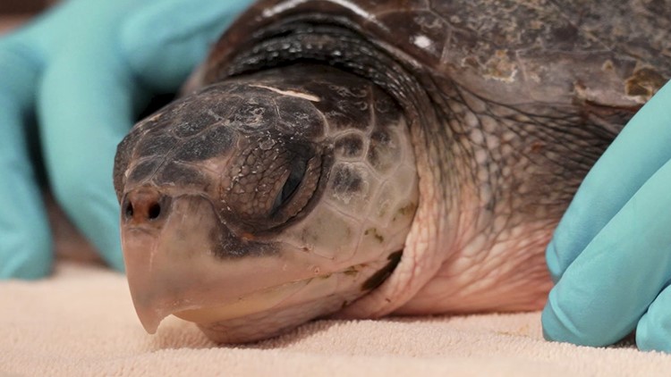 Sea Turtle Conservation Program - The Florida Aquarium