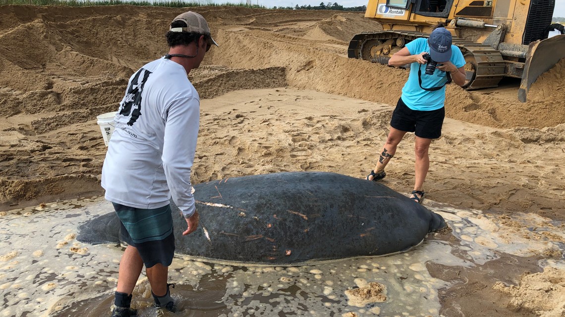 Clearwater Marine Aquarium helps rescue manatee in Georgia | wtsp.com