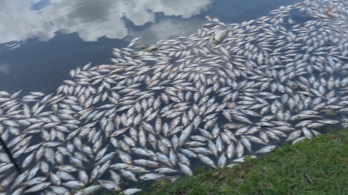 Deepwater Horizon 10 years later Fish in Gulf still have oil