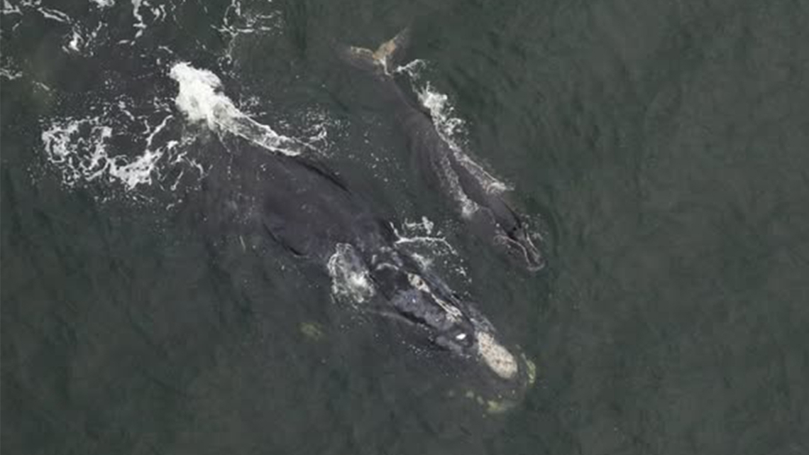 Right whale and her calf spotted off Florida coast | wtsp.com