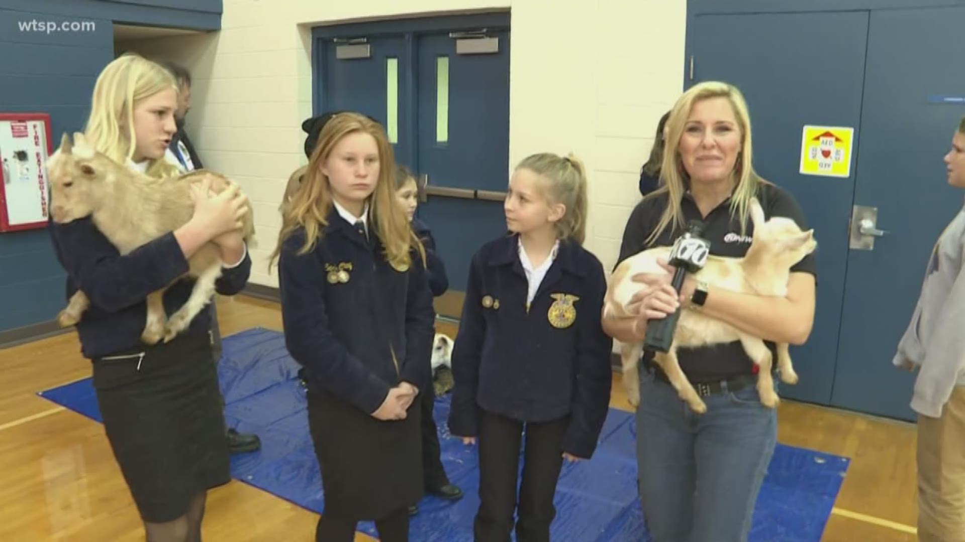 The goats are part of the school's FFA program.