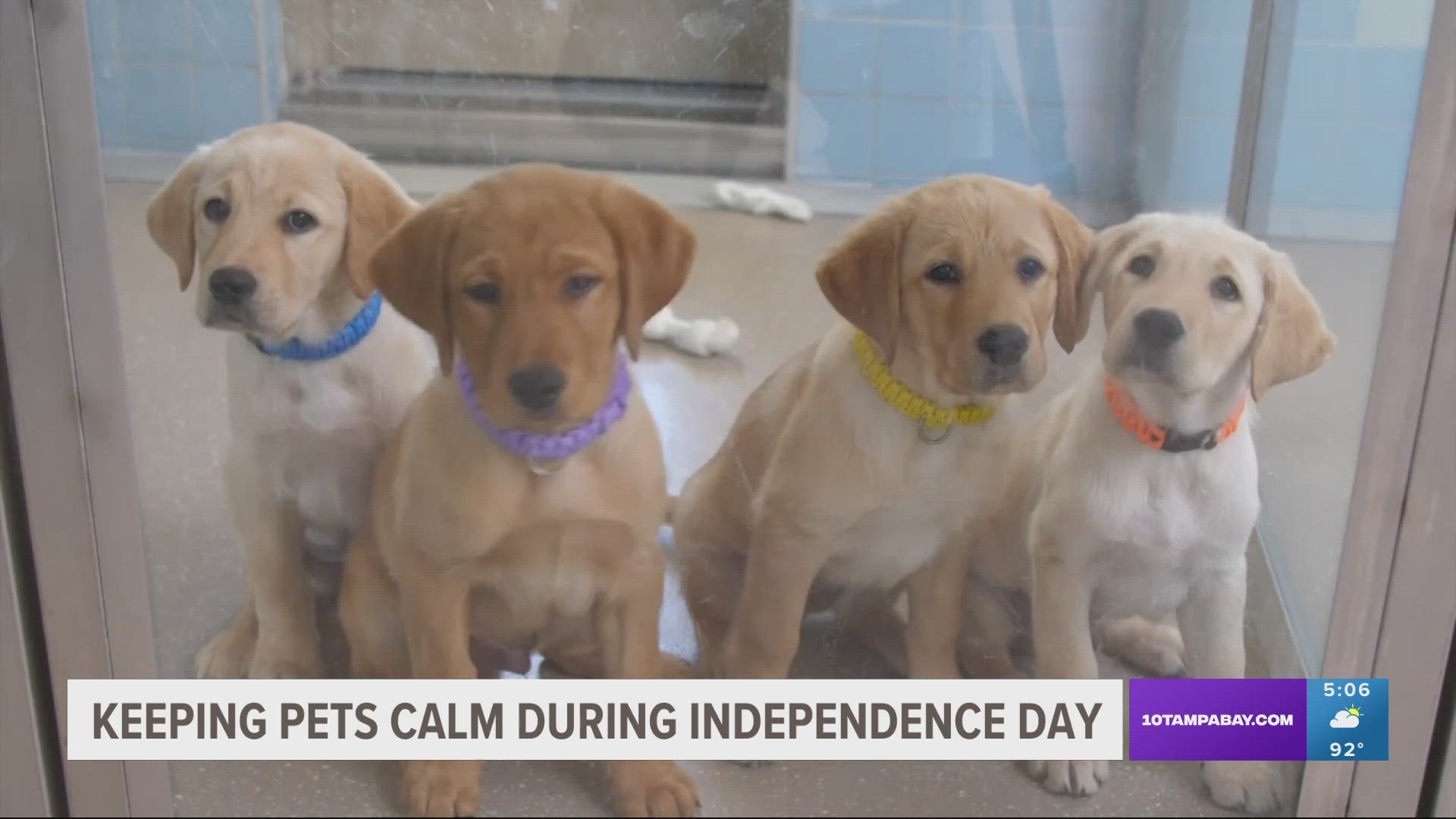 Suncoast Humane Society is looking for volunteers to come in and help comfort their animals this Independence Day.