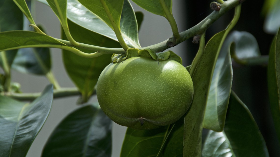 Manchineel Tree in Florida most deadly tree in the world