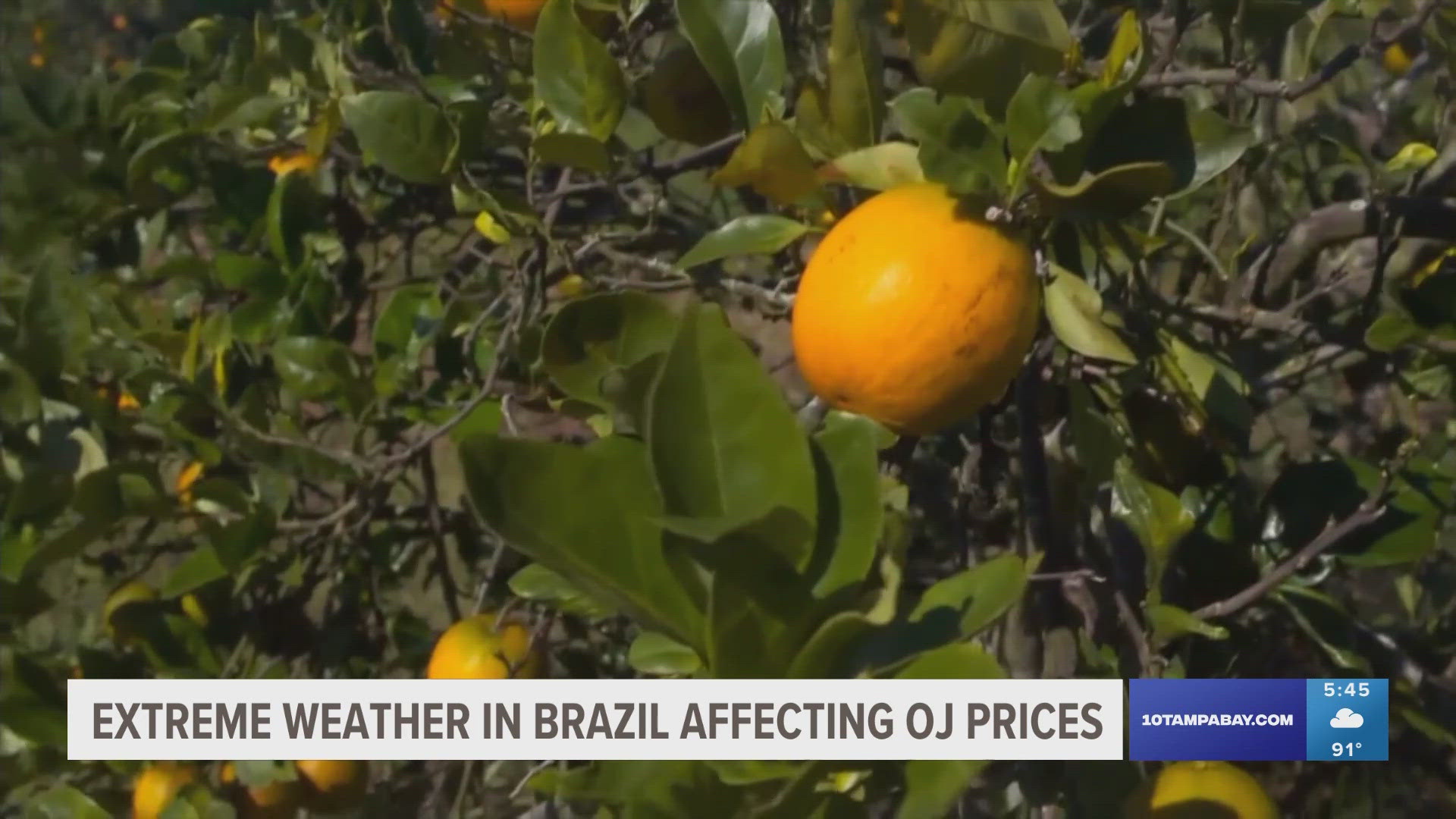 This year's harvest in Brazil is likely to be the worst in 36 years because of extreme weather.