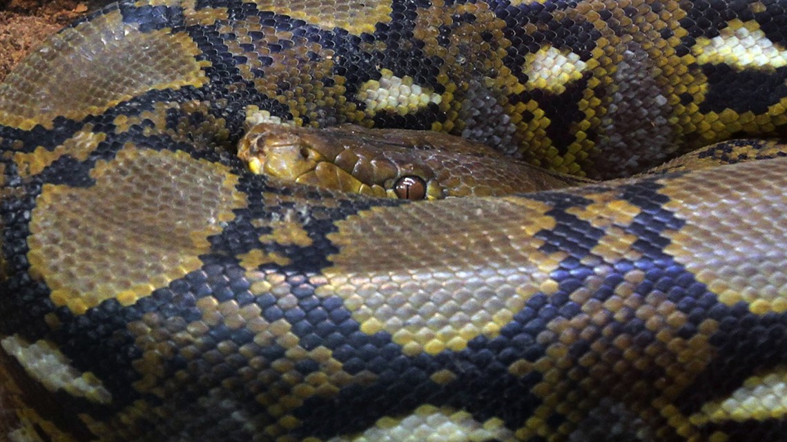 500 pounds of python caught mating in Florida marsh | wtsp.com